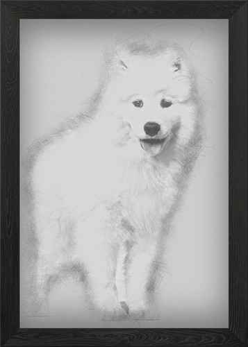 Samoyed puppy standing aga