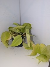 Philodendron Lemon Lime