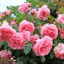 ROSE You're Beautiful -