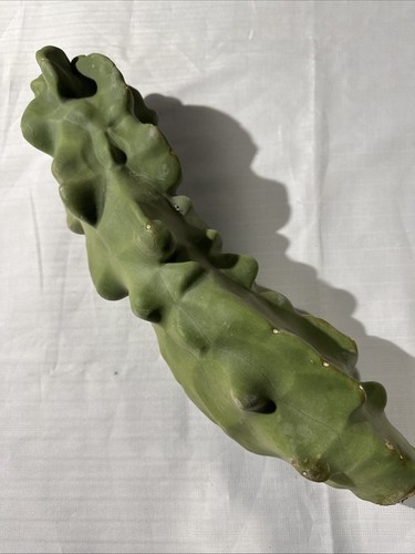 Totem pole monstrosus - 18”,