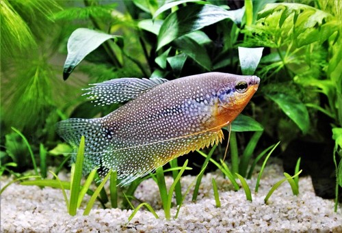 Pearl gourami live freshwater - pearl,