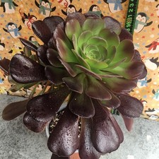 Aeonium black rose Strong