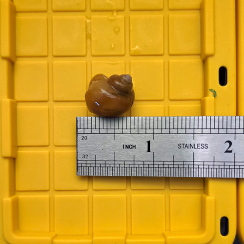 Mystery snails - mystery,