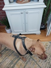 XL Bully Type Leather Harness