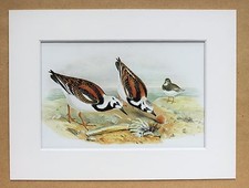 John Gould - 1970s Vintage