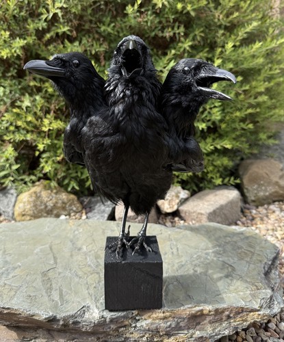 Taxidermy three headed - three, crow