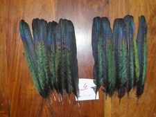 20 MAGPIE TAIL FEATHERS 7"to
