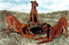 IRISH TERRIER DOG FINE ART