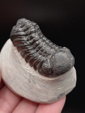 Fossil Trilobite Phacops