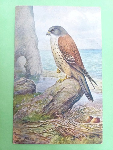 Post card salmon - post,