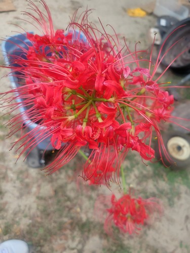 Red spider lily pack - red,
