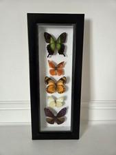 Real Butterflies x 5 Butterflies In Black Picture Frame Taxidermy Vertical