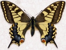 🦋 British Swallowtail