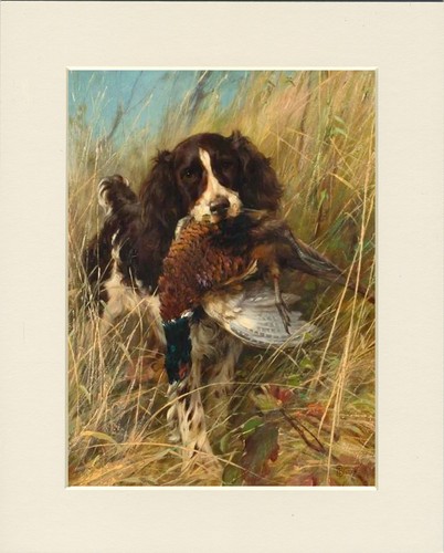 English springer spaniel dog - spaniel,