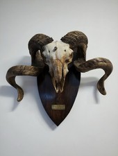 Monumental Blackface Ram Skull