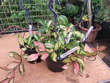HOYA  CARNOSA TRICOLOUR LARGE PLANT IN HANGING BASKET, HOUSE PLANT