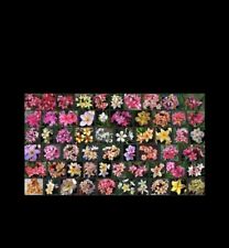 10X Plumeria rubra, FRANGIPANI | Tropical Plants Mixed Seed 