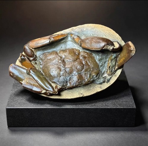 Fossil crab complete - fossil,