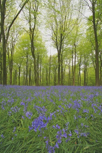 English bluebell 100 seeds - bluebell,