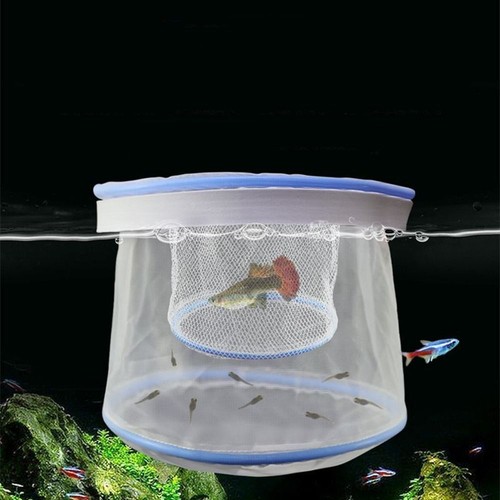 Guppy breeding net floating - breeding,