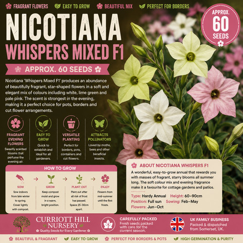 Nicotiana whispers mixed - mixed, f1