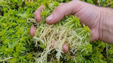 Sphagnum moss live - moss, 2