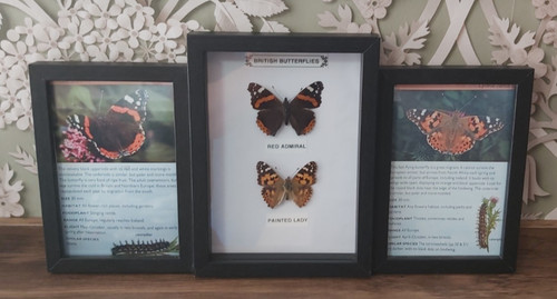 Taxidermy real framed - real,