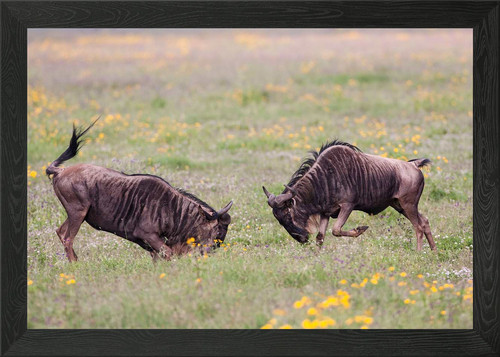 Two male blue wildebeest - two,