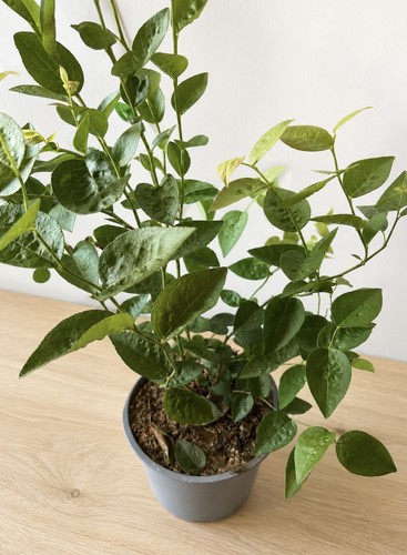 Blueberry bush pot - blueberry, 1.5l