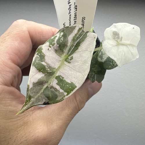 Alocasia polly pink variegata - alocasia,