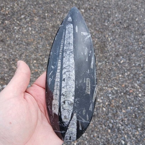Orthoceras fossil large - orthoceras,