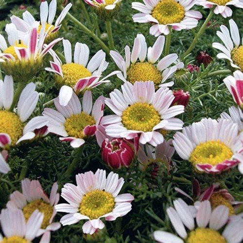 Anacyclus depressus spring - anacyclus,