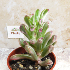 Crassula Gollum Variegata  |