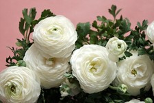 Ranunculus white spring summer - ranunculus,