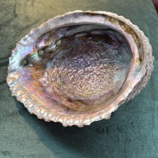 Paua Shell sometimes known as