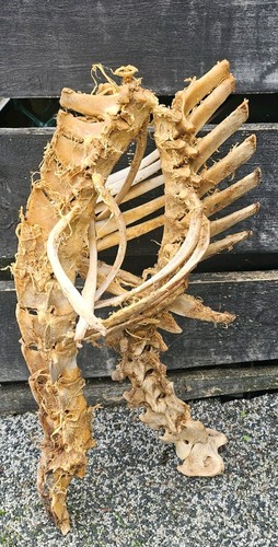 Sheep vertebrae spine - spine, bone