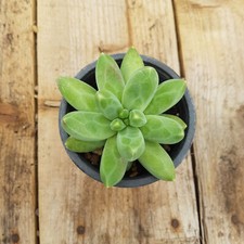 Pachyphytum compactum