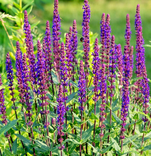 300x west friesland - west-friesland, salvia