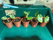 Alocasia macrorrhiza - alocasia,