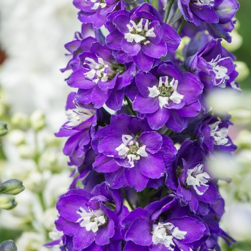 Delphinium excalibur dark blue - delphinium,