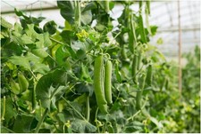 PREMIER SEEDS DIRECT - Pea -