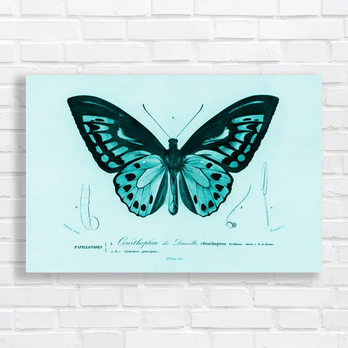 Ornithoptera darville - de,