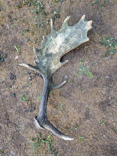 British fallow deer - deer, shed