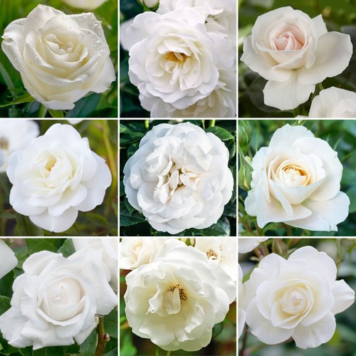 Gorgeous potted rose various - |,