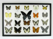 20 beautiful butterfly