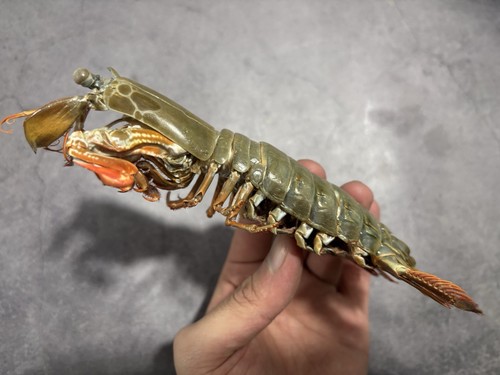 Odontodactylus scyllarus