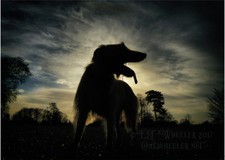 Lurcher greeting card