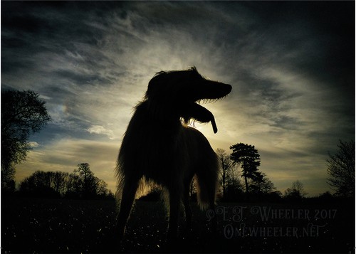 Lurcher greeting card