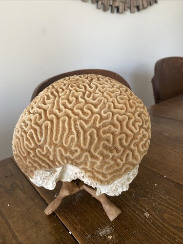 Large brain coral - large, carribean