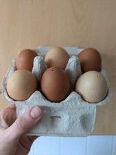 Hand blown organic egg shells